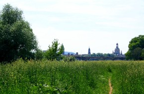 Die Elbwiesen in Dresden